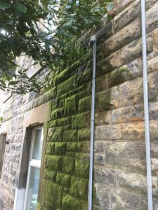 damp on wall